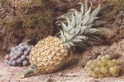 John Sherrin A Pineapple and Grapes on a mossy Bank (mk37) Germany oil painting reproduction